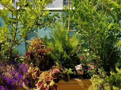 מוריה מכבדית ברוש לימוני וצמחייה צבעונית למילוי